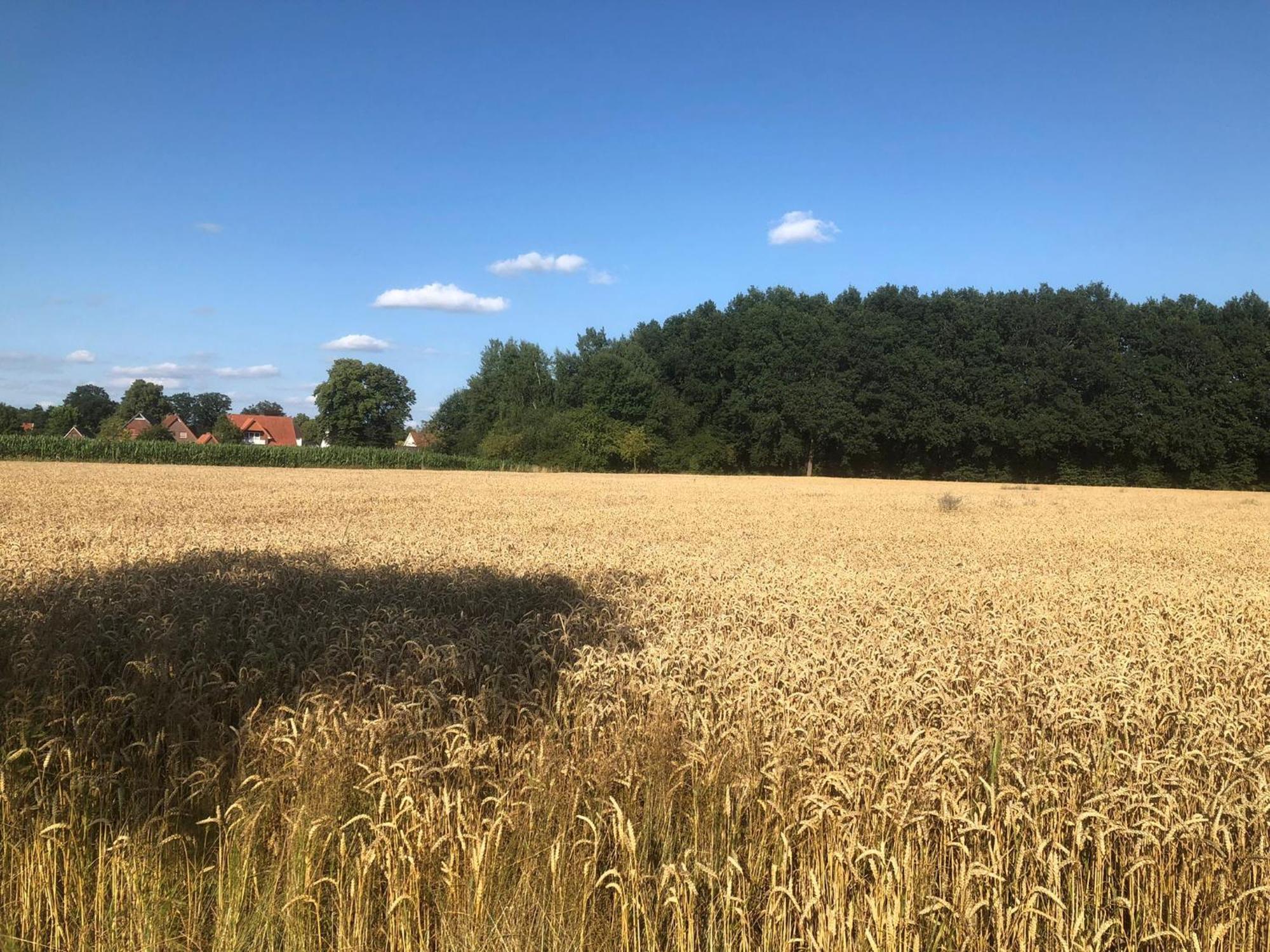 Apartamento Auszeit Im Gruenen Hopsten Exterior foto